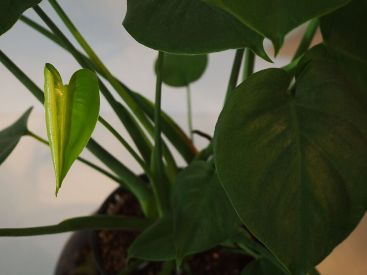 Swiss cheese plant (Monstera deliciosa)